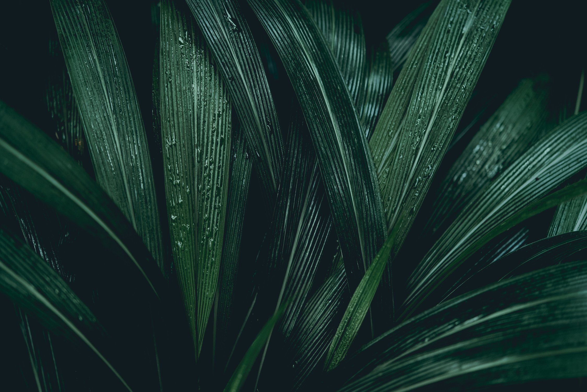 Plant background